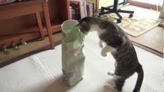 立って上からのぞく猫 - Cat Peeps Over -