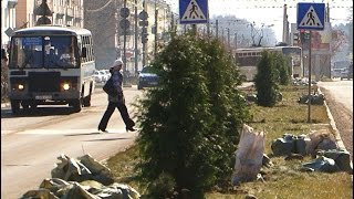 Барбарис вместо больных тополей