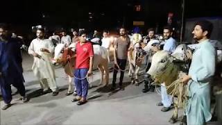 Mahol on Rawalpindi Roads before Bakra Eid 2019