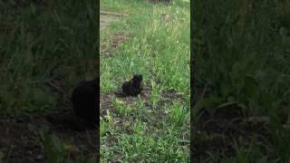 ШОК! кот ананист +18