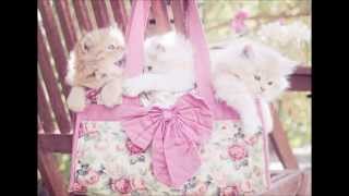 Котосказки "Котенок Ваня"