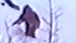 Bigfoot caught on Tape
