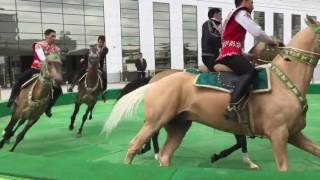 Akhal Teke horses
