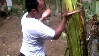 pencak silat stresss