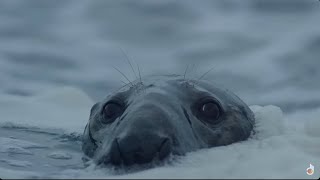 Grey Seals, Why They Are Europe's Largest Predators