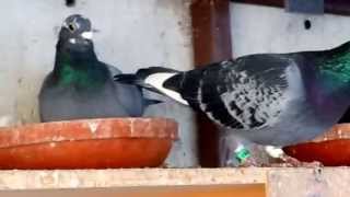 Racing Pigeons for Sale