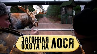 Охота на лося загоном / Moose hunting