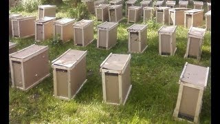ФОРМИРУЕМ ПЧЕЛОПАКЕТЫ  В ГОСТЯХ НА КУБАНСКОЙ ПАСЕКЕ