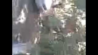 This is Хорошо 161 [Бигфут], ;[bigfoot]