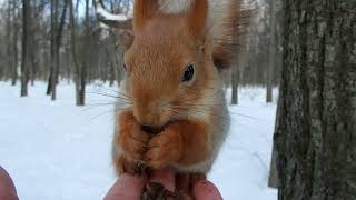 Рыжая и Тот Самый бельчонок / The Redhead and the Squirrel