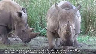 15 Shocking, Bizarre & Deadly Animal Sex Mating Games, Rituals & Behaviors Compilation