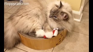 ? ? Yeowww! Catnip Christmas Stockings for Ragdoll Cats Caymus, Murphy and Trigg - Floppycats ? ?