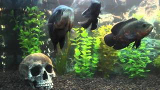 Oscar fish (pielegnice pawiookie)