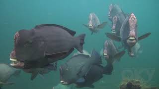 Fish schools