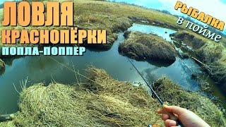 Ловля краснопёрки на БАКЛУШАХ и РУЧЬЕ в пойме реки! ПОПЛА-ПОППЕР!