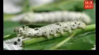 The Life of a Silkworm