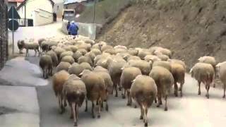 Delet në fshatin Pllajnik - Opoja.net