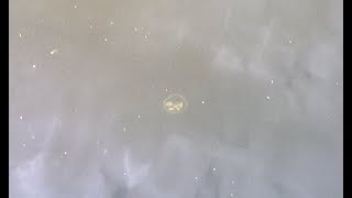 Медузы на реке Мухавец г  Брест 11 07 2018 г