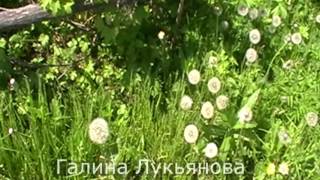 Одуванчики. Очень красиво. Видео футажи. Скачать бесплатно. Смотрите. Dandelions. Very nice. See.