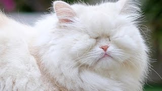 Woman adopts cat who went blind due to neglect - Special needs cat rescue