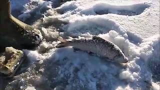 29.11.18 ПЕРВАЯ РАЗДАЧА СИГА,  СНАСТЬ И ОСНАСТКА, СПОСОБ ЛОВЛИ, Клевое место