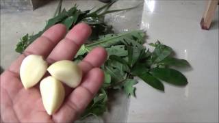 Cara Membuat Pestisida Nabati dari Ramuan Daun untuk Obat Semprot Tanaman