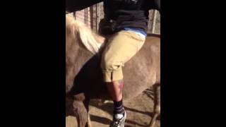 Pony whip
