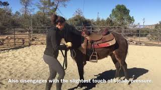 Pony Lui Progress and First Ride