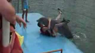 Dolphin mating Human