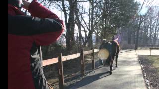 Furlong Lameness Exam