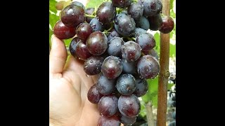 Виноград Раджа (Grapes Radzha) 2015