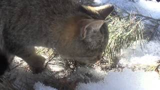 Кот ест хвою сосны (сосновые иголки) / Cat eats pine needles