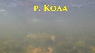 Сёмга в р.Кола / Salmon in the Kola river
