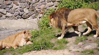 Лев и беременная львица  Lion and Lioness pregnant