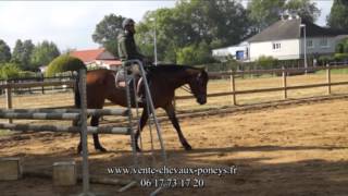 VENDUE - Jument SF par C Indoctro II - 6 ans - 1m70