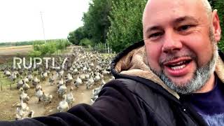 Talk about a goose chase - Russian farmer walks hundreds of geese in Krasnodar Krai daily