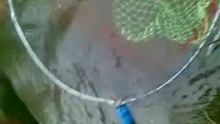 elektrofisher elektrofishen