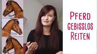 Dein Pferd auf gebissloses Reiten umstellen - So geht's!