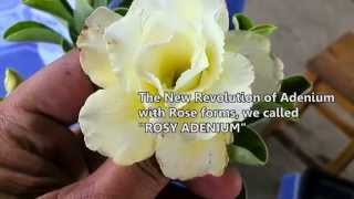 Gold Digger - New Adenium Rose