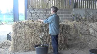 Fig Trees. A guide to winter pruning