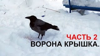 Ворона Крышка. Часть 2