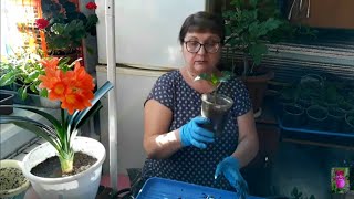 Кливия. Комнатные цветы. Перцы. Все новости!!!