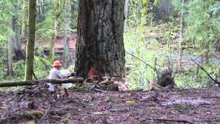 Logging in Washington State - April 2014
