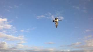 Охота. ОФИГИТЕЛЬНЫЕ !!! налеты белощекой казарки. Goose hunting Полуостров Канин. Белое море.