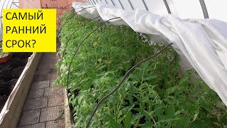 Когда высаживать томаты в теплицу для ранних урожаев? Мои мысли вслух. Ольга Чернова