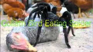 Paranormal Creatures 2