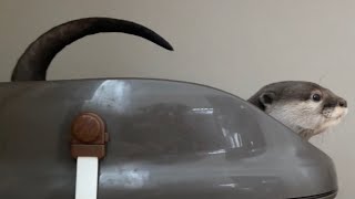 カワウソさくら 一緒に朝起きた時のほふく前進とルーティンが可愛すぎる little routine when I wake up in the morning is too cute