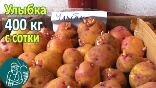 Улыбка в жарком климате от посадки до урожая ???? Выращивание картофеля Опыт Гордеевых