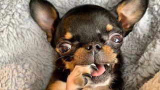 Tiny dog with backward legs thinks he's the king - min pin chihuahua mix dog