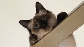 Woman adopts a shelter cat. Then doctors tell her to give the cat up.